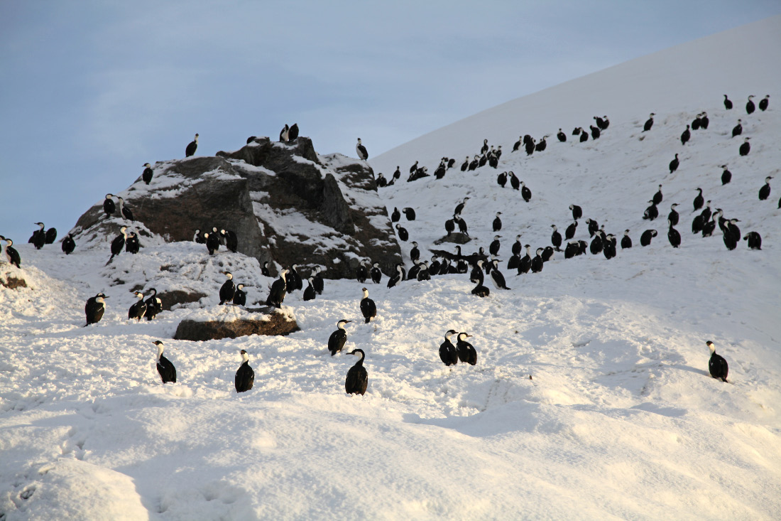 Antarctic shag, a.k.a., Imperial shag (Phalacrocorax atriceps bransfieldensis) around Wilhelmina Bay