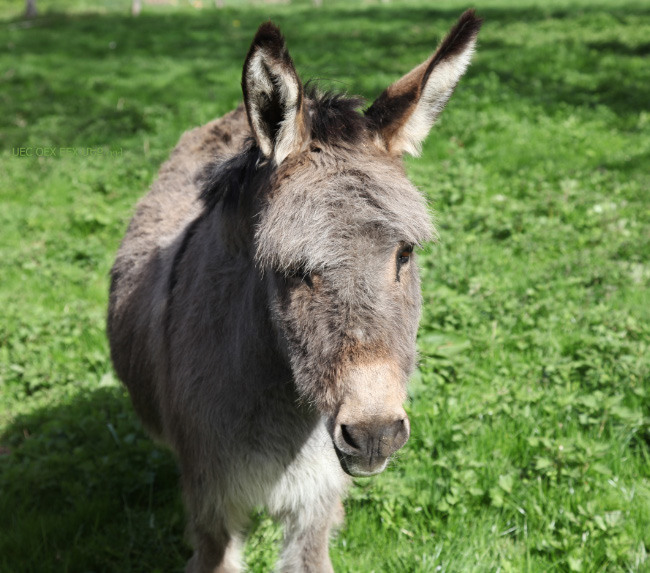 Long Ears in Chevetogne