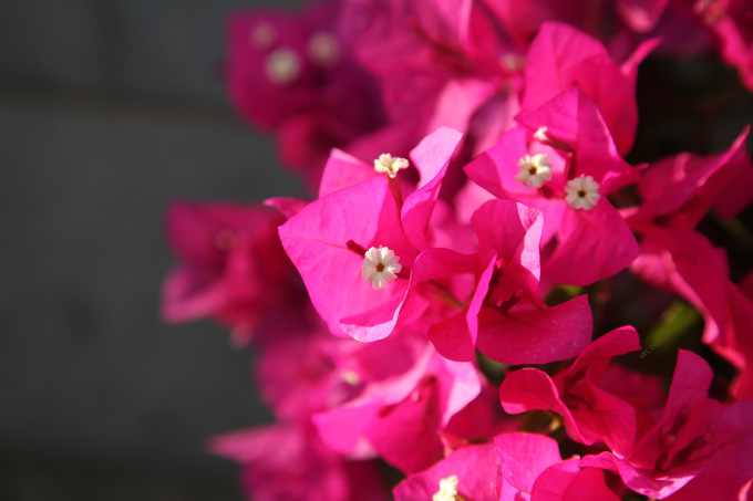 red Cretan flowers