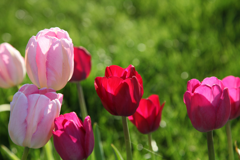 Flowers of Kaunas of 14 May 2017